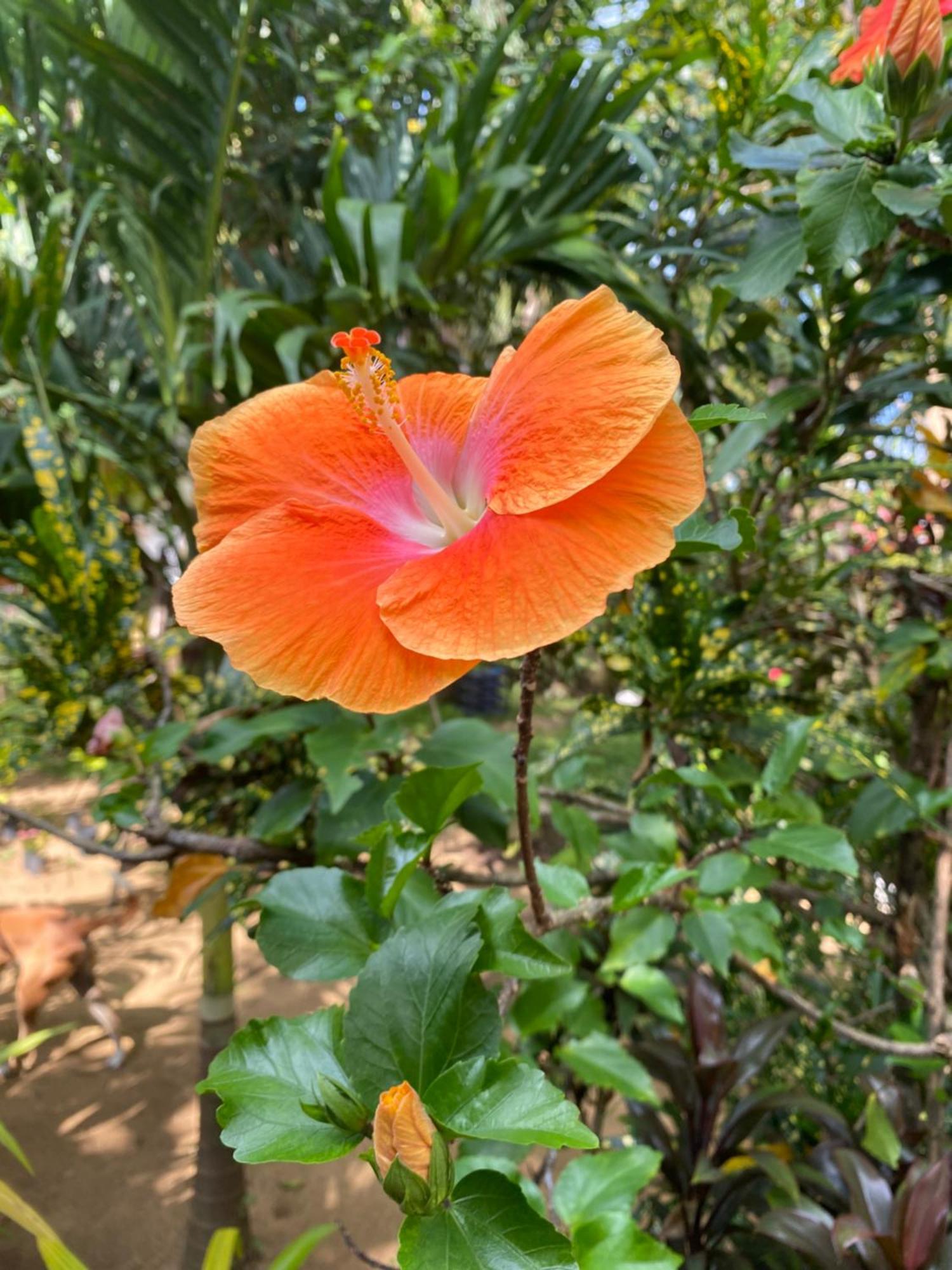 Talalla Ocean Beach Bungalow Matara Kültér fotó